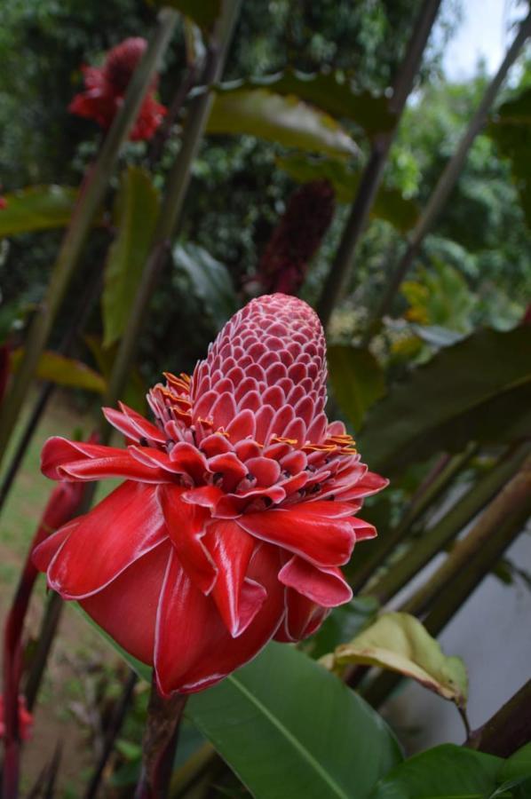 Epic Adventure Lodge San Miguel (Sarapiqui, Alajuela)